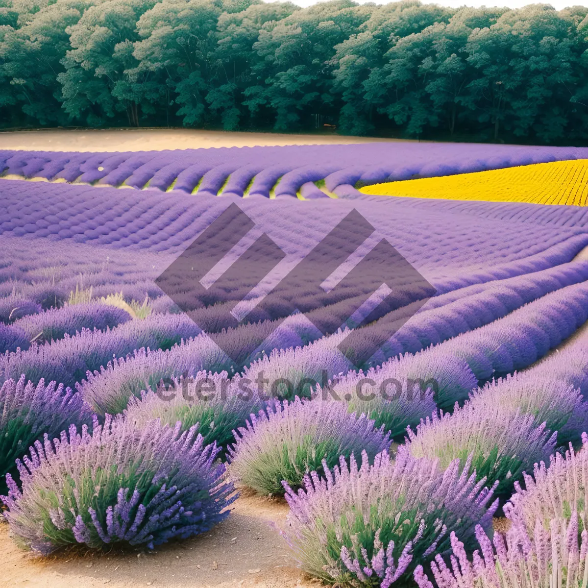 Picture of Colorful Lavender Field - Natural Vascular Plant Beauty