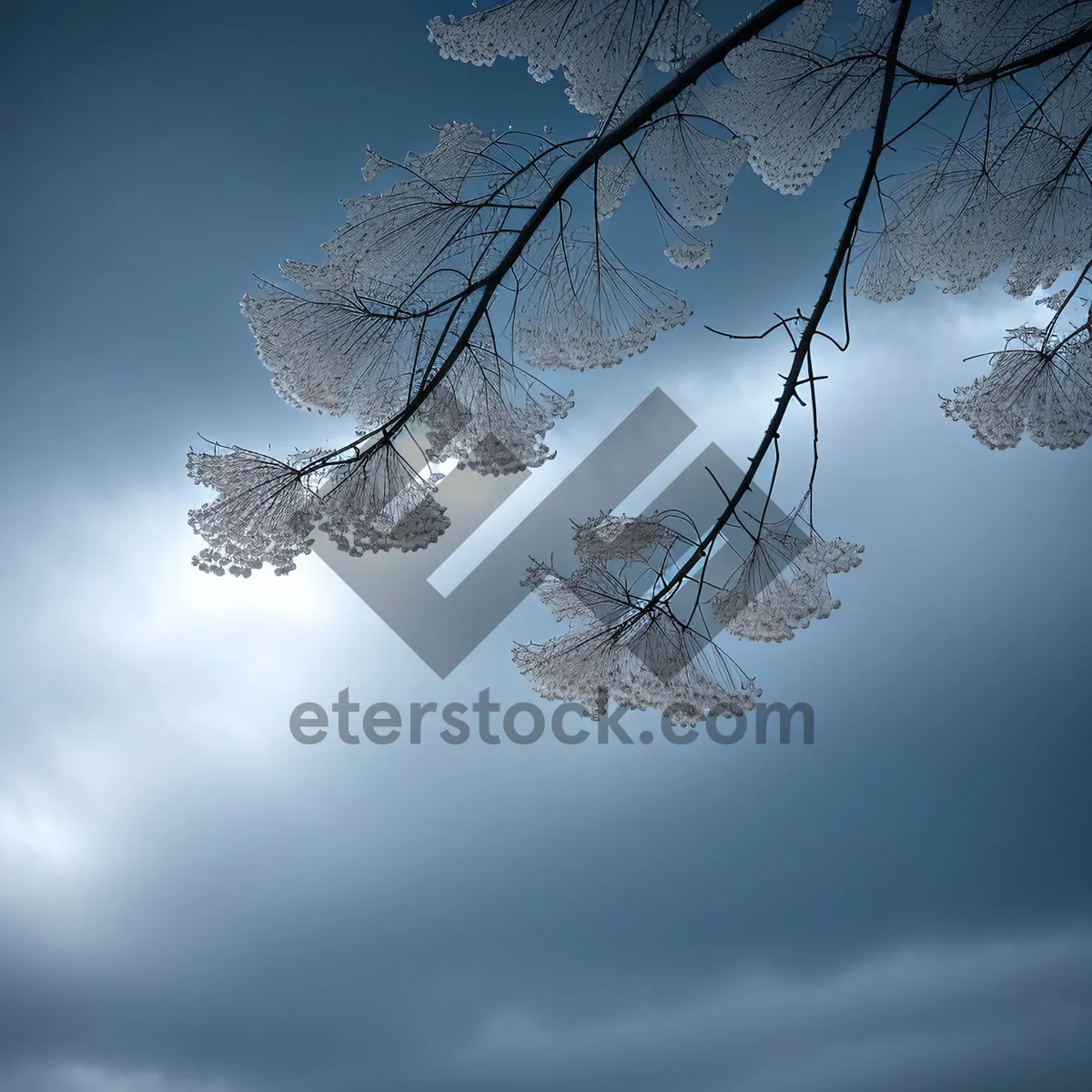 Picture of Wintry Sky with Glittering Ice Crystals