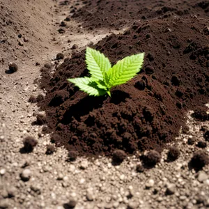 Beach Seedling: Promising Amaranth Sapling amidst Sandy Coastal Landscape