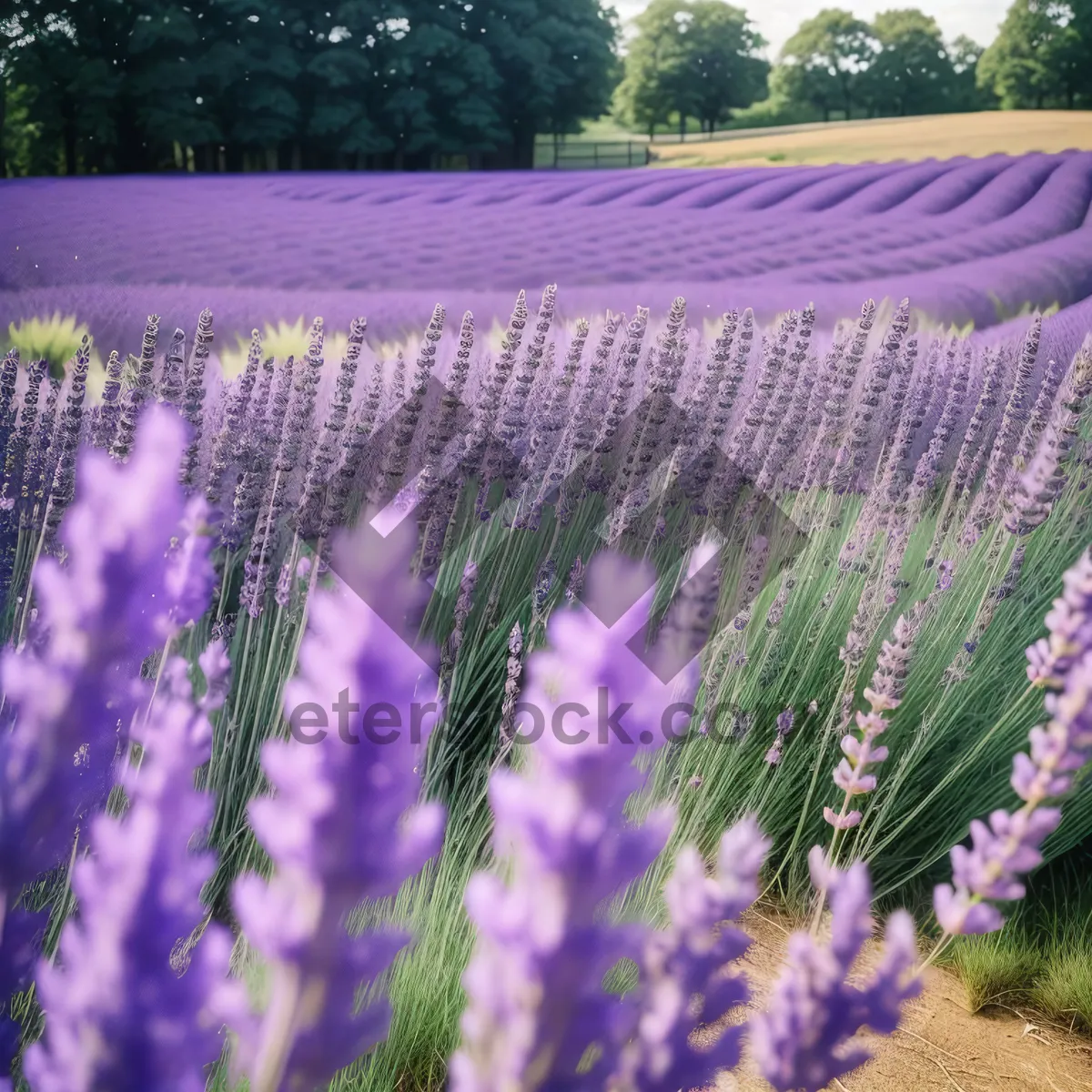 Picture of Serene Lavender Blooms in Rural Landscape