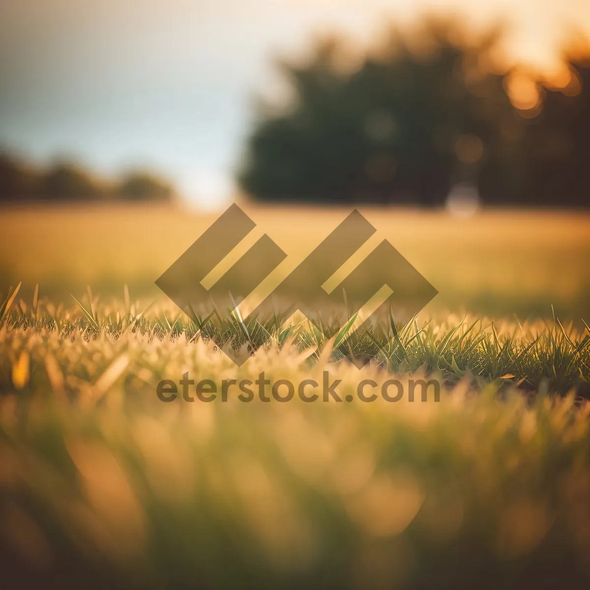 Picture of Golden Harvest Morning on Rural Wheat Field