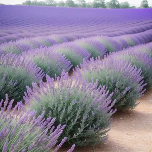 Lavender Blooms in Rural Meadow