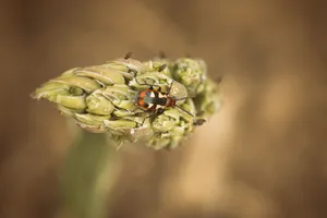 Summer Ladybug on Flora in Garden