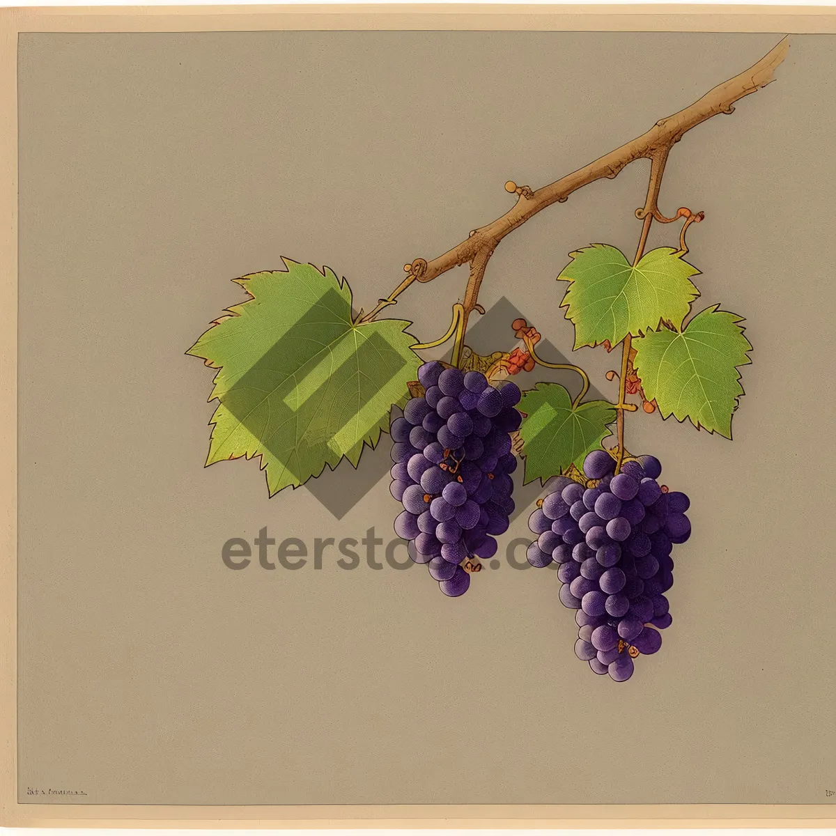Picture of Blossoming grapevine with ripe drupes and vibrant leaves