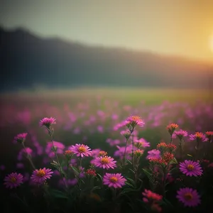 Pink Daisy Blossom in a Summer Meadow