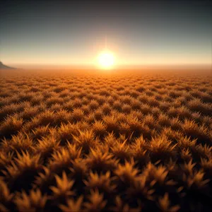 Serenity of the Sunlit Desert Dunes