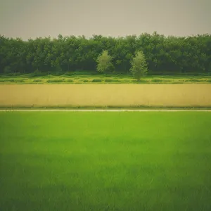 Sunny Rice Field with Sky and Tree