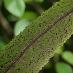 Refreshing Dew on Vibrant Spring Leaves