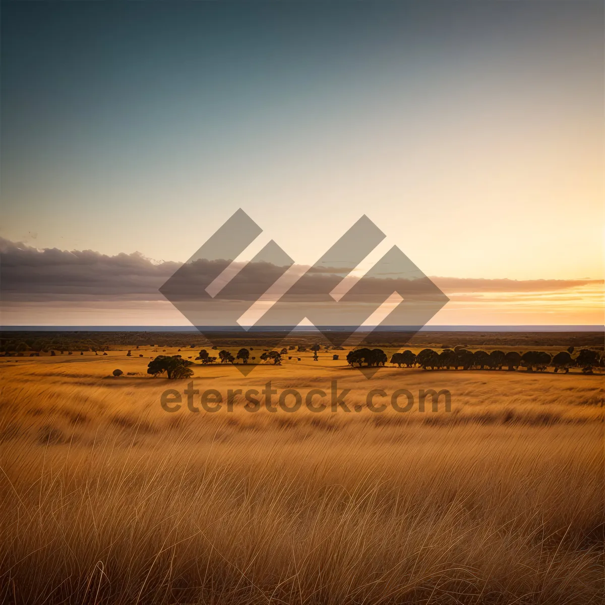 Picture of Golden Sunset Over Coastal Dunes