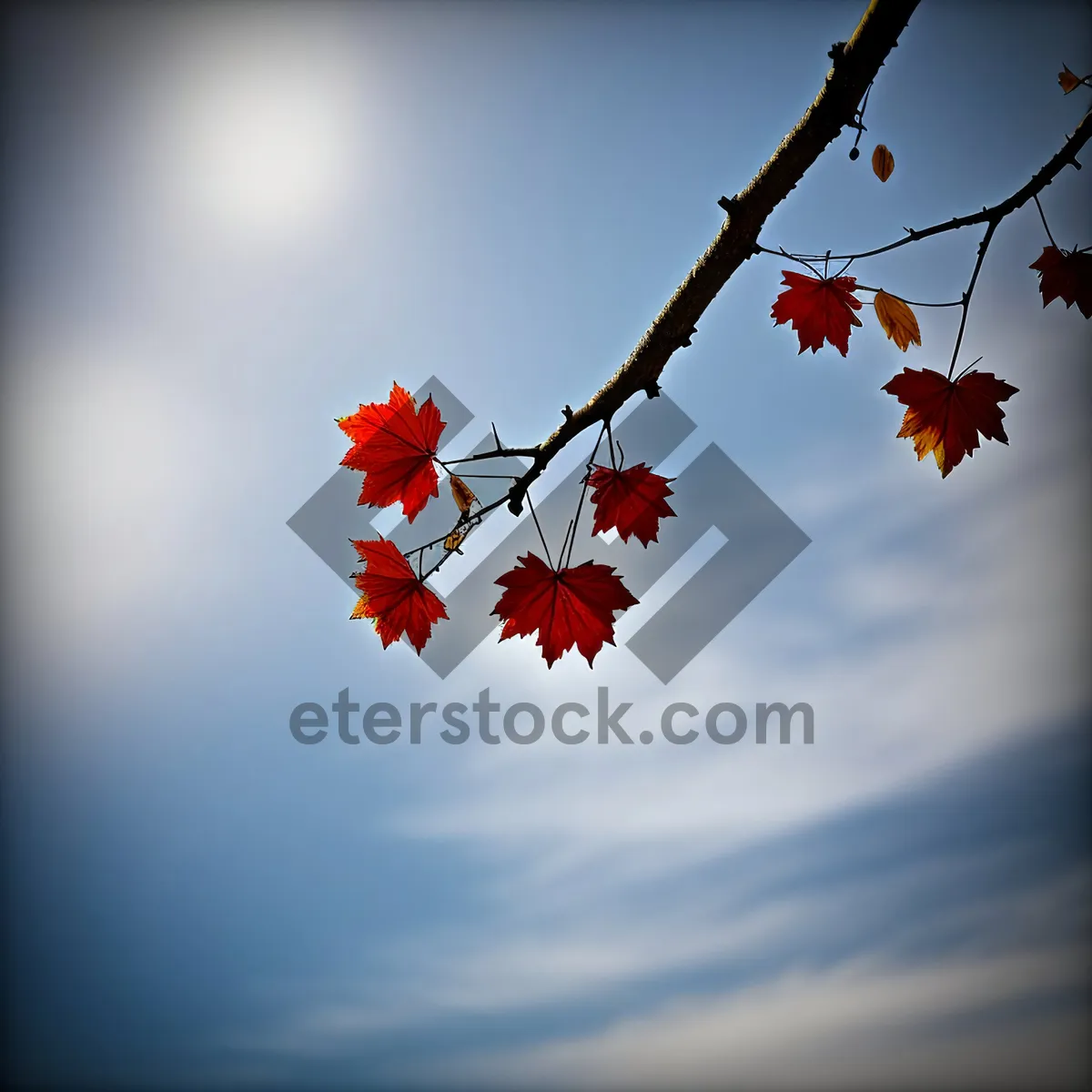 Picture of Autumn Maple Leaves in Japan's Vibrant Forest