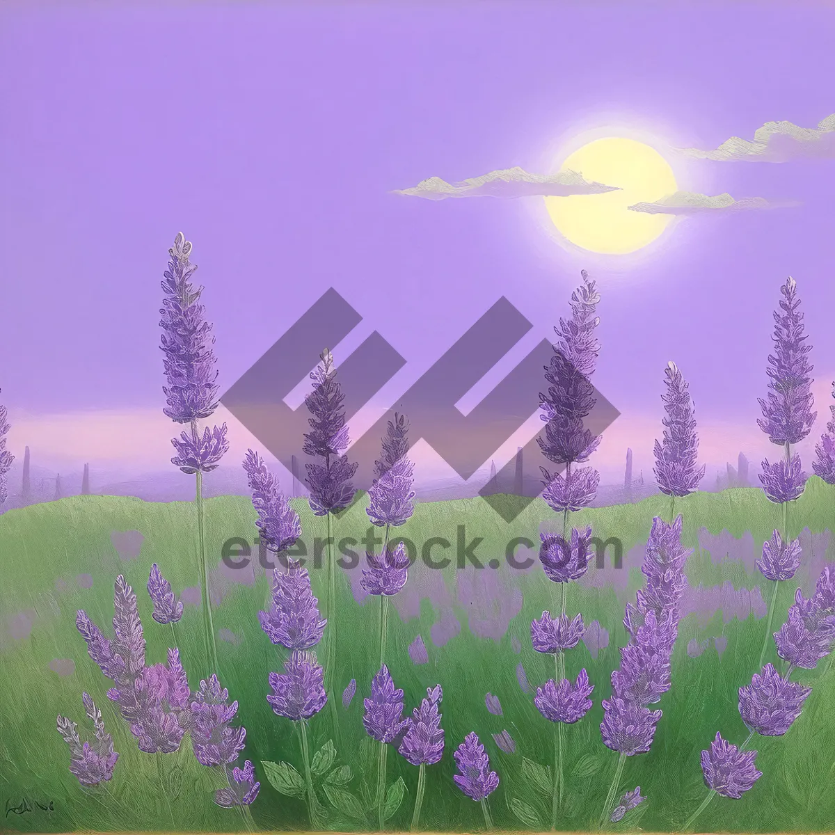 Picture of Lavender Blooms in Serene Countryside Field