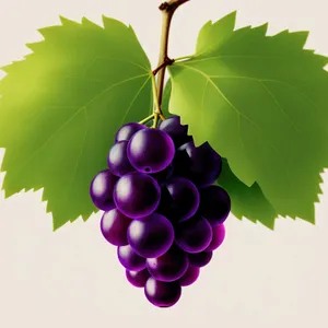 Fresh Juicy Grapes on Vine: Naturally Ripe and Healthy