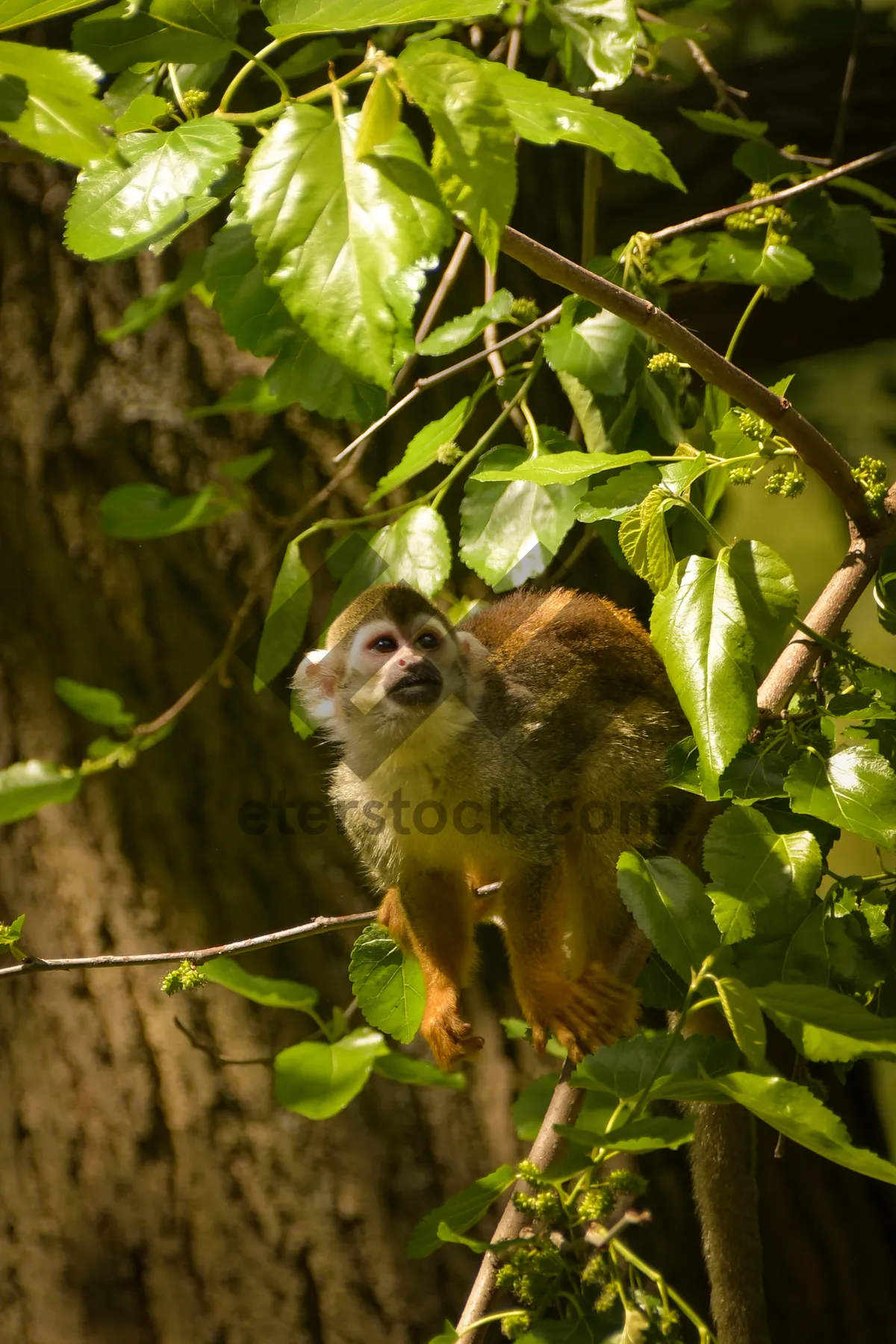 Picture of Furry primate in natural jungle habitat