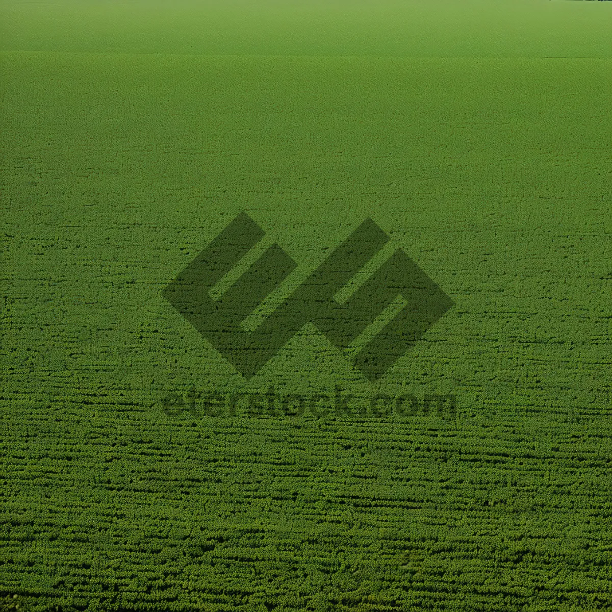 Picture of Vibrant Green Grass Texture on Meadow