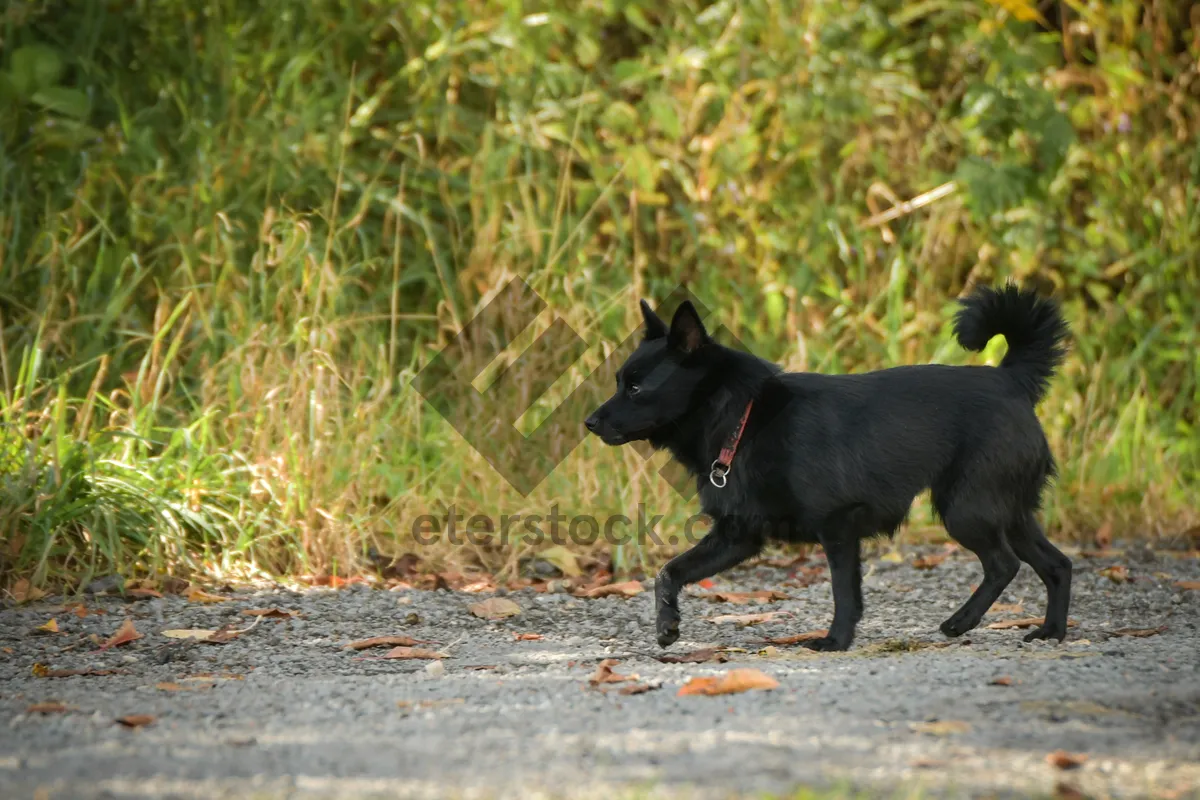 Picture of Cute Black Kitten and Watchdog Playing Together