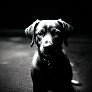 Adorable black boxer puppy with muzzle restraint