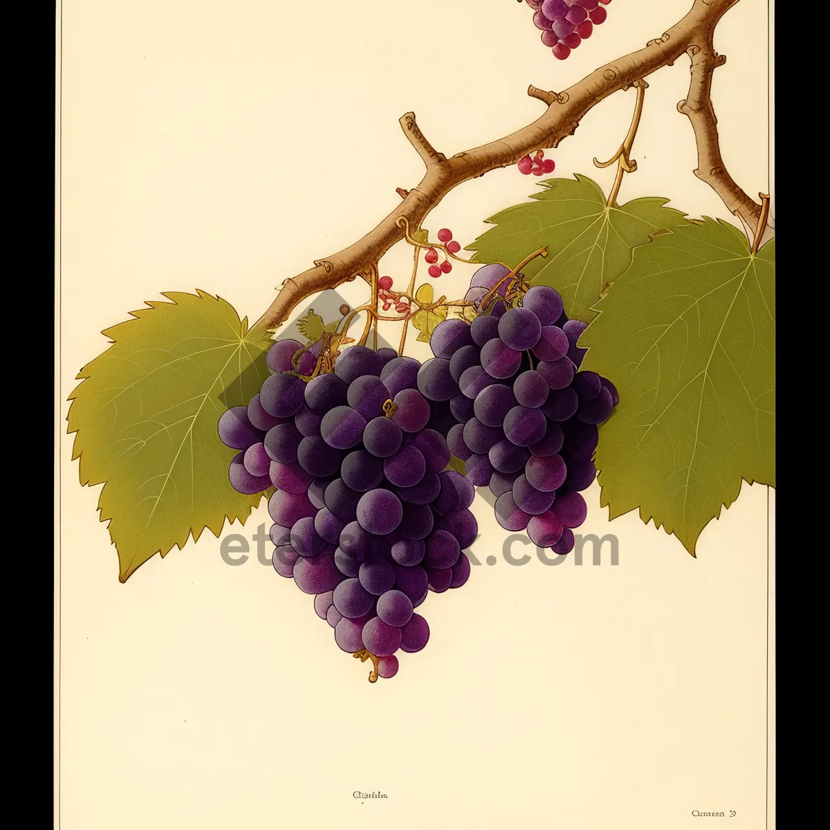 Picture of Juicy Purple Grape Cluster for Fresh and Healthy Harvest