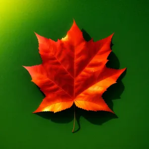 Vibrant Fall Maple Leaf Overlay