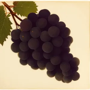 Harvested Juicy Purple Grapes in Vineyard