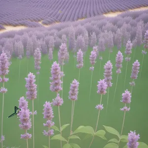 Lavender Field Blooming in Fragrant Countryside