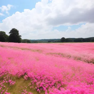 Colorful Phlox Field Blooming Under Summer Sky