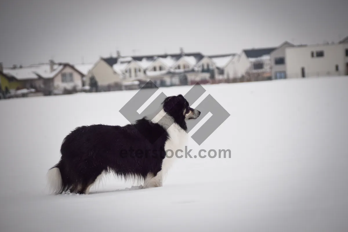 Picture of Cute Border Collie Shepherd Dog at Studio Portrait