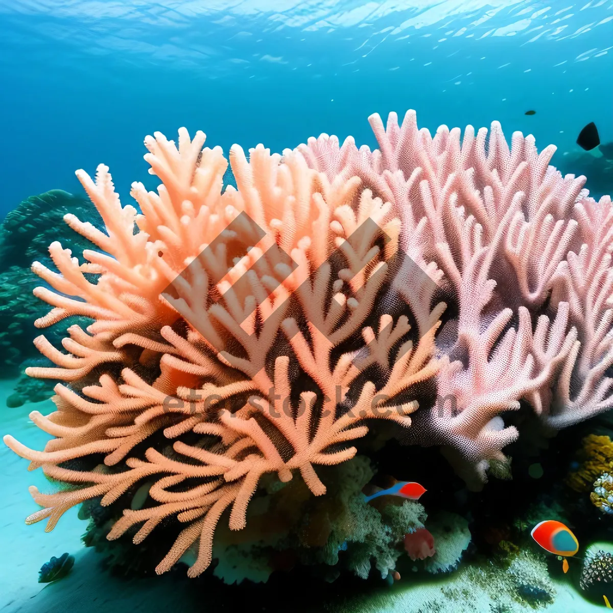 Picture of Tropical Sunbeam Reef: Colorful Sea Anemone Diving