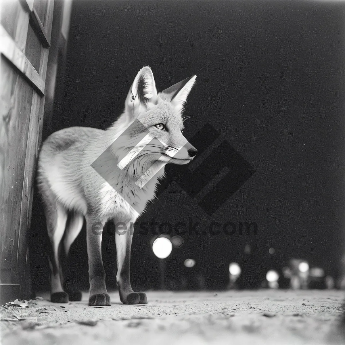 Picture of Adorable Red Fox Kit with Curious Eyes