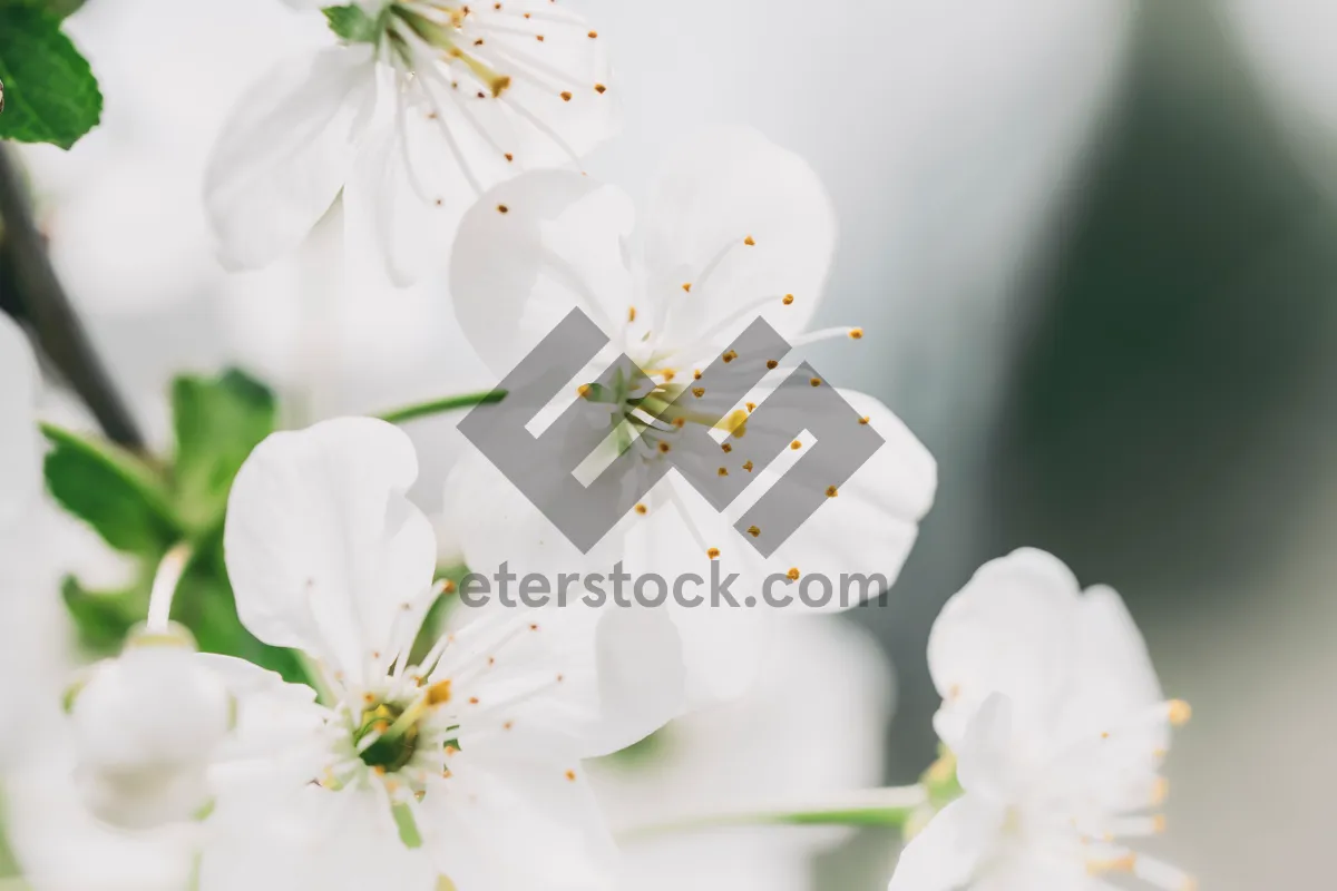 Picture of Pink Cherry Blossoms in Japan Garden