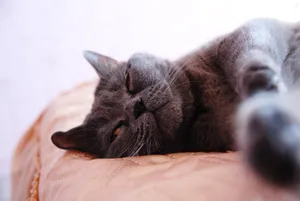 Adorable tabby kitten with gray fur and big eyes