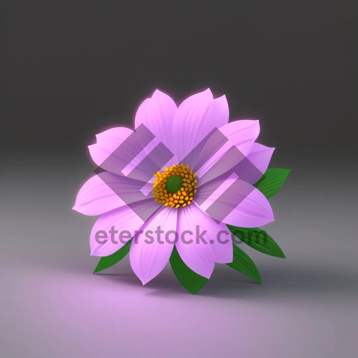 Picture of Vibrant Pink Daisy Blossom in Full Bloom