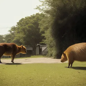 Rural Wildlife Farm: Horses Grazing in Grassland