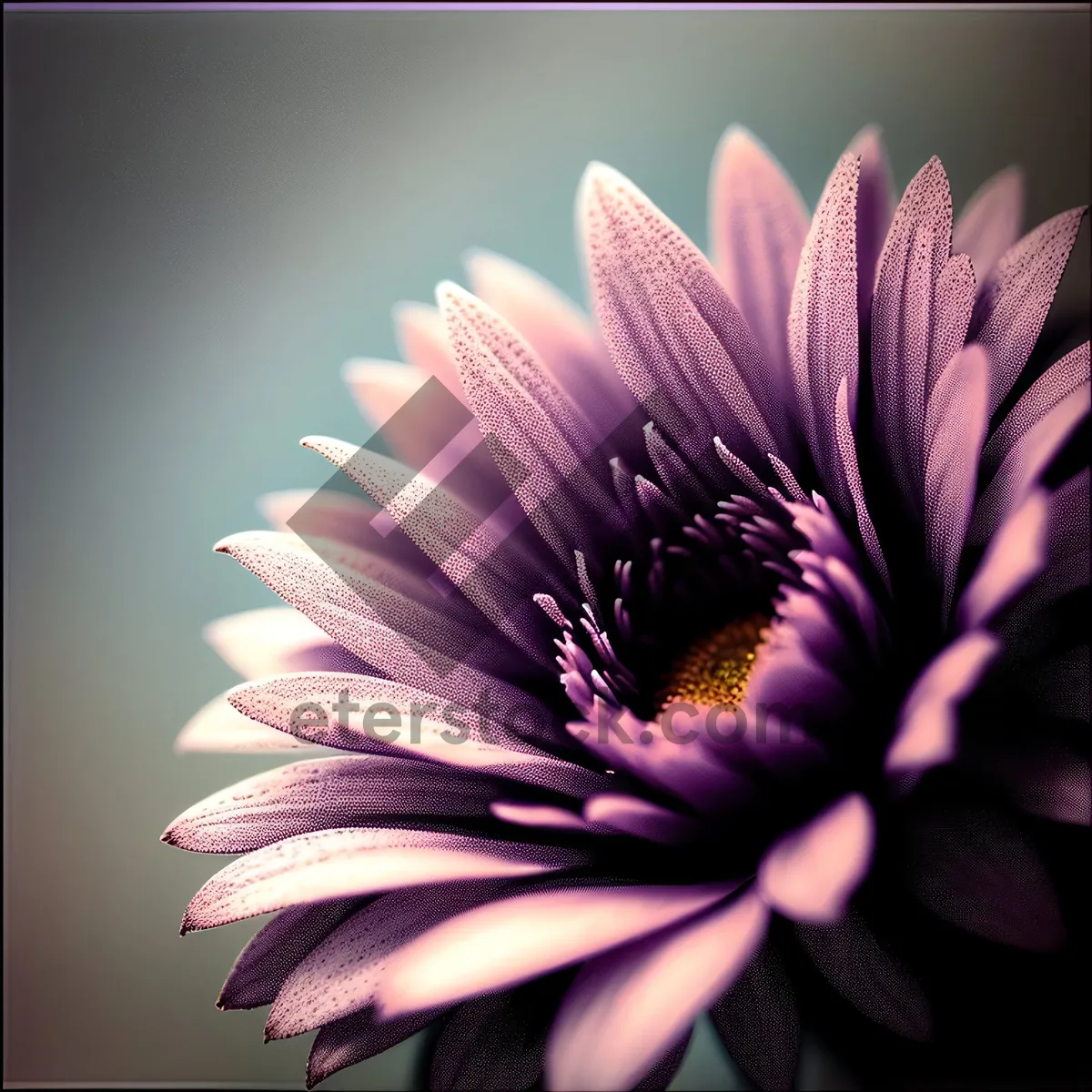 Picture of Pink Daisy Bloom Petals on Vascular Plant