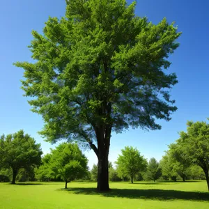 Serene Summer Landscape amidst Woody Trees