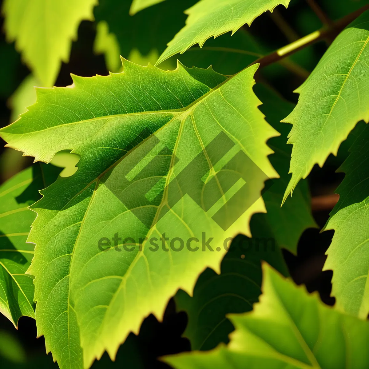 Picture of Vibrant Summer Foliage in Lush Forest