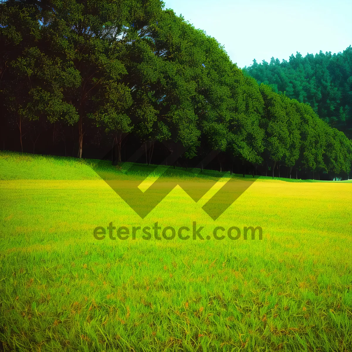 Picture of Sun-Kissed Summer Field: A Vibrant Landscape Amidst Lush Greenery