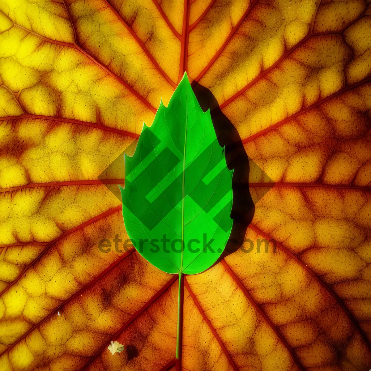 Picture of Leaf Canopy: Vibrant Orange and Yellow Protective Shelter