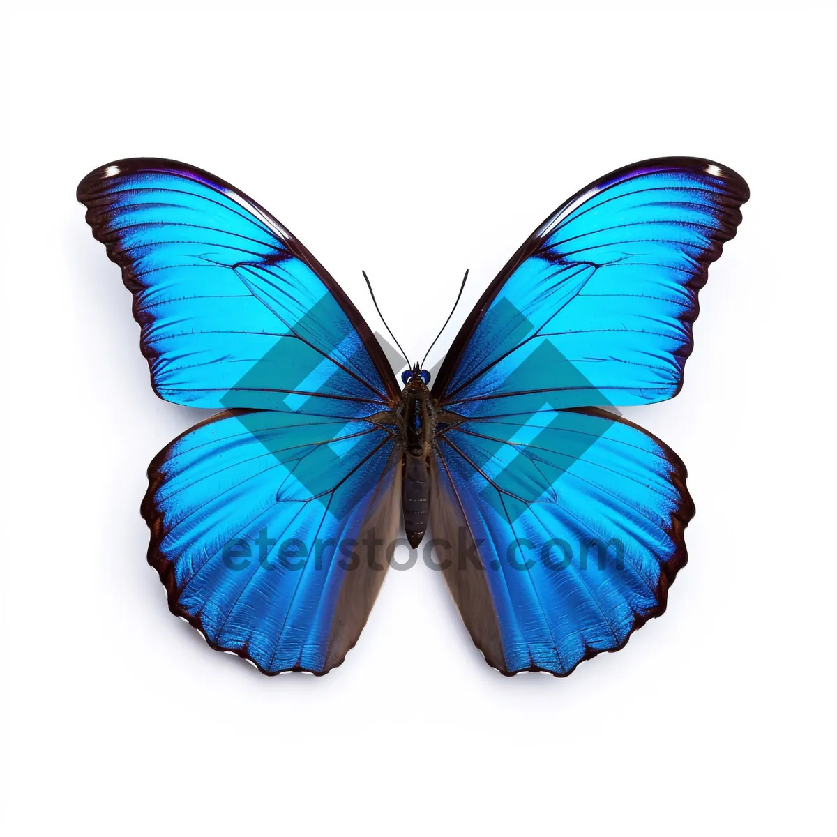 Picture of Colorful butterfly with vibrant wing design