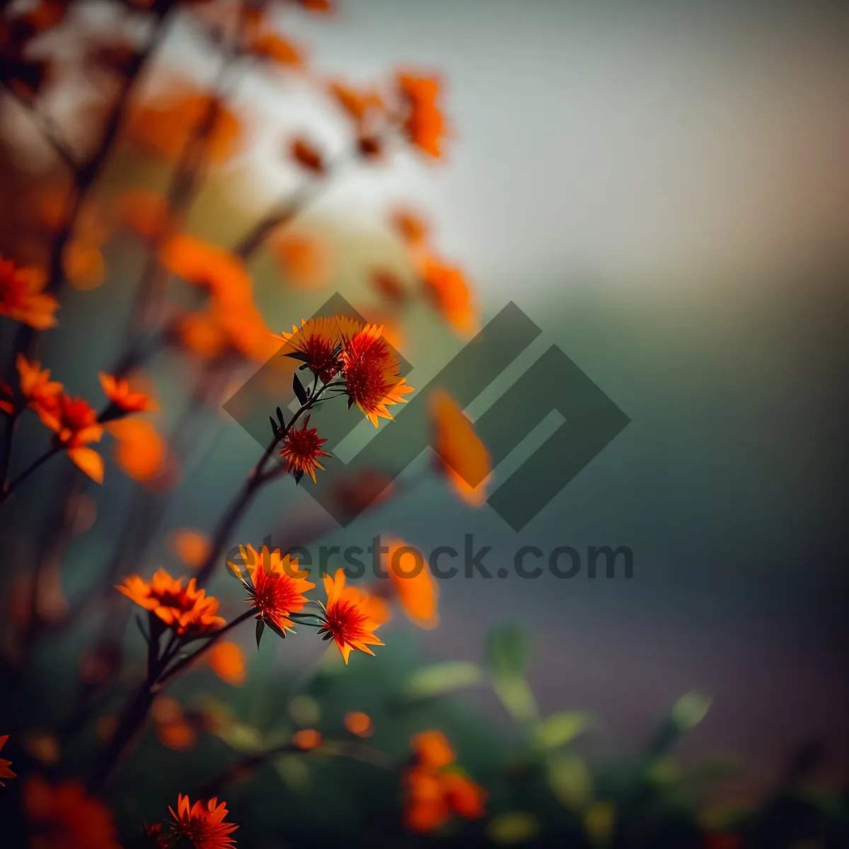 Picture of Summer Blossoms in Meadow: Vibrant Yellow Flowers under the Maple Tree