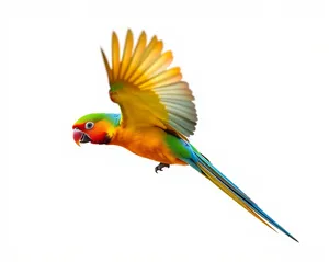 Colorful macaw bird with vibrant yellow feathers.