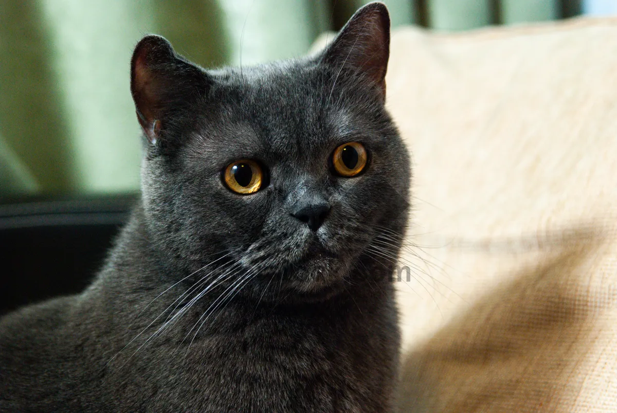 Picture of Cute gray kitten with fluffy fur and curious eyes