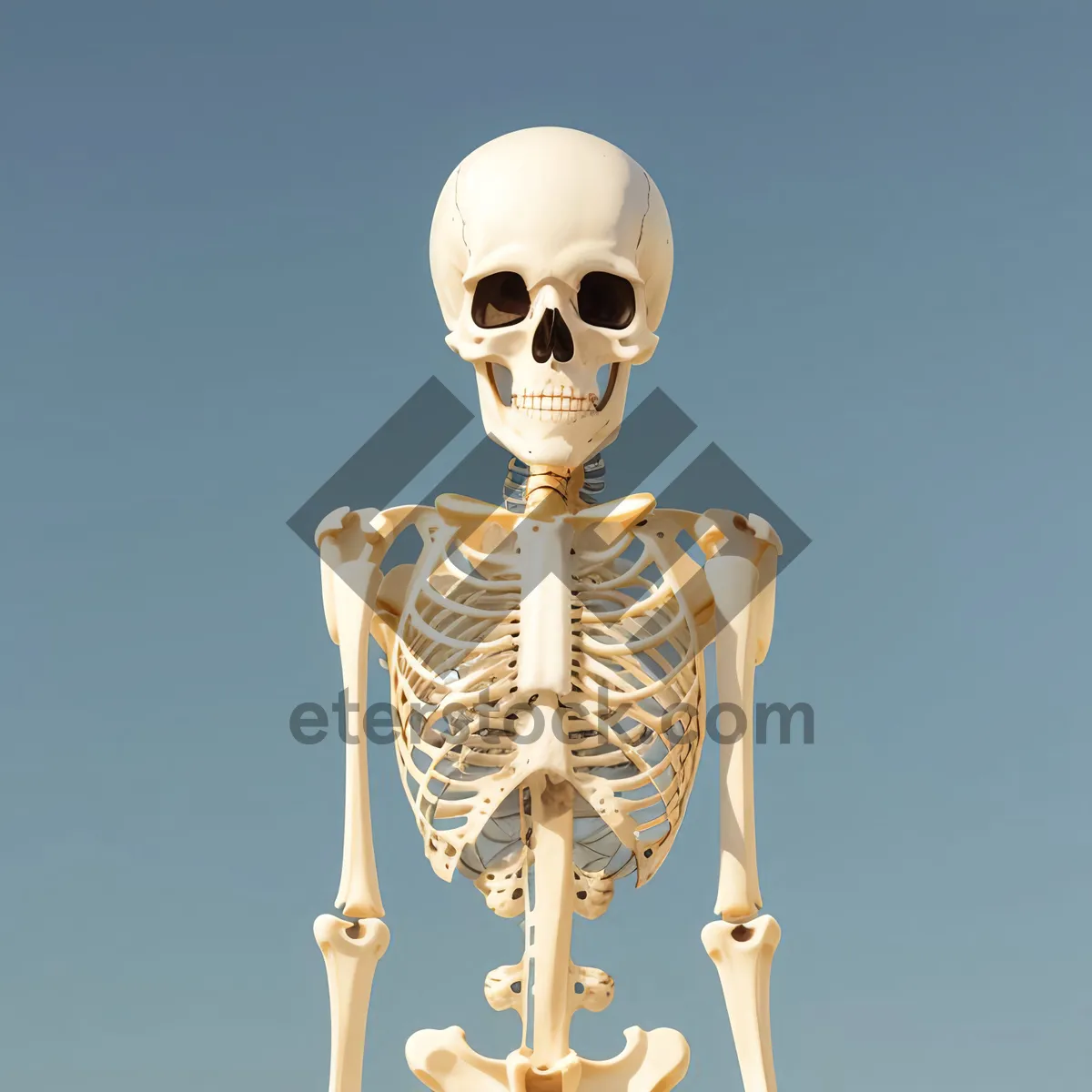 Picture of 3D Skeleton Figure Illustration - Anatomy of Death