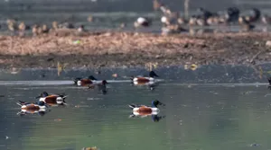 Ruddy Turnstone in Flight over Beach Shoreline