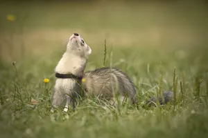 Sweet Squirrel Nestling with Fluffy Tail in Wildlife