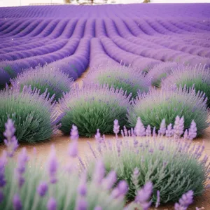 Blooming Purple Lavender in Vibrant Countryside Field