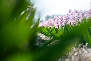 Spring flower in garden with water feature