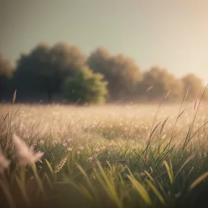 Golden Wheat Field Under Summer Sky