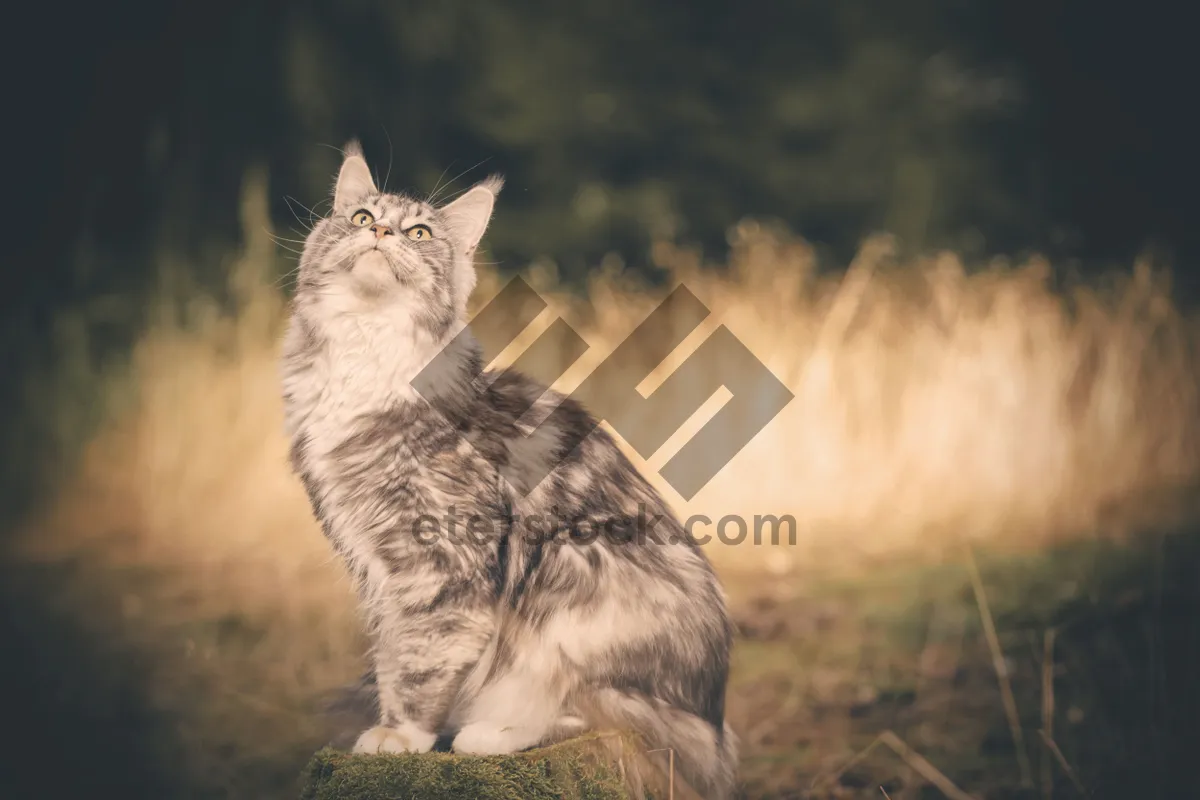 Picture of Fluffy Gray Tabby Cat Portrait with Cute Whiskers