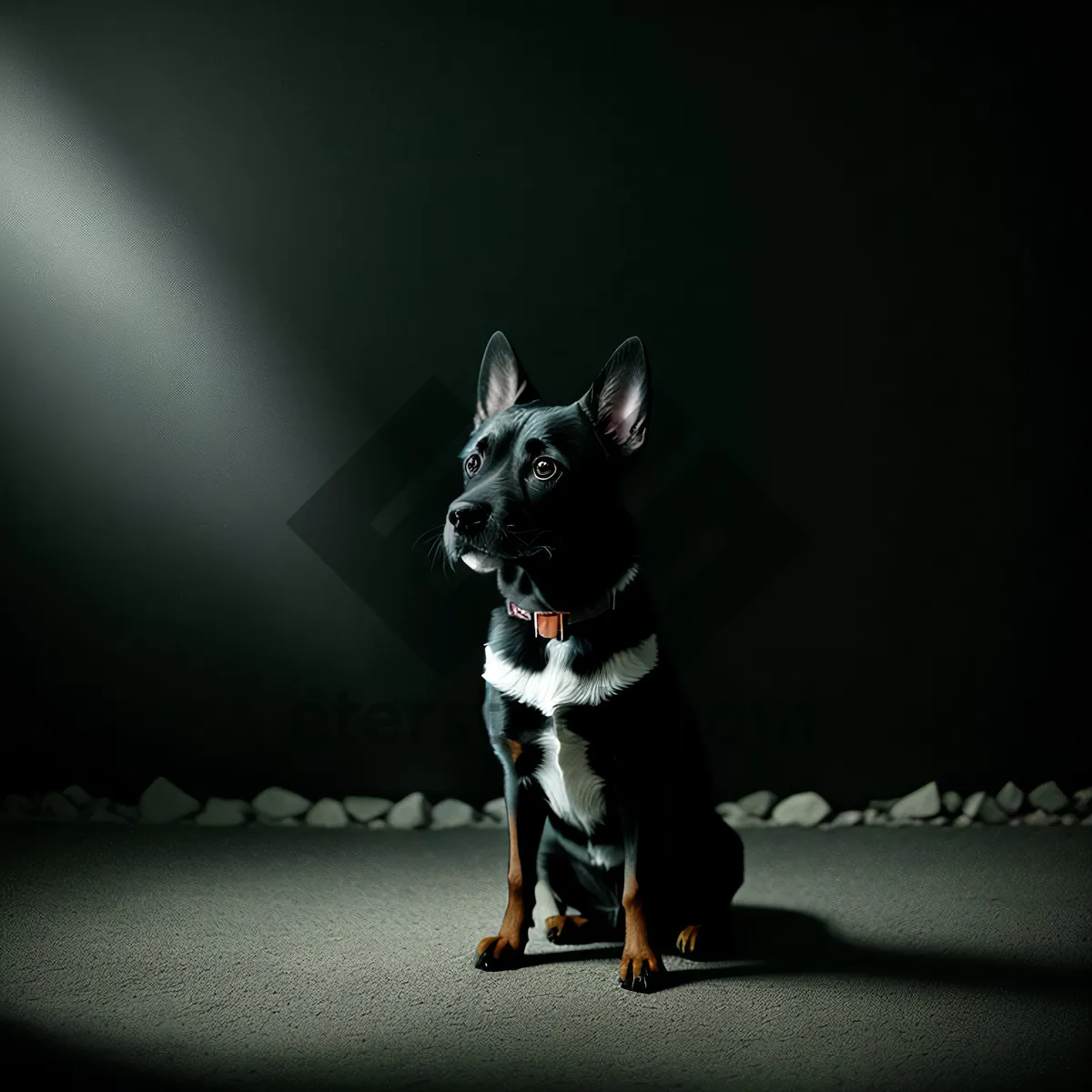 Picture of Black Chihuahua Dog Wearing Supportive Harness