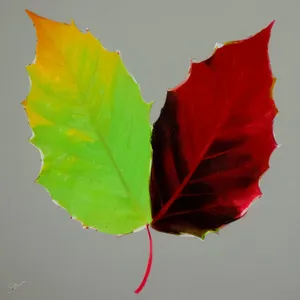 Colorful Autumn Maple Leaves